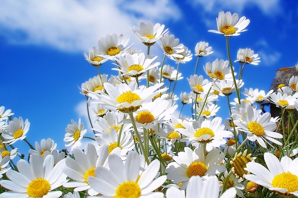 914929-spring-daisies-1440-900-2125.jpg