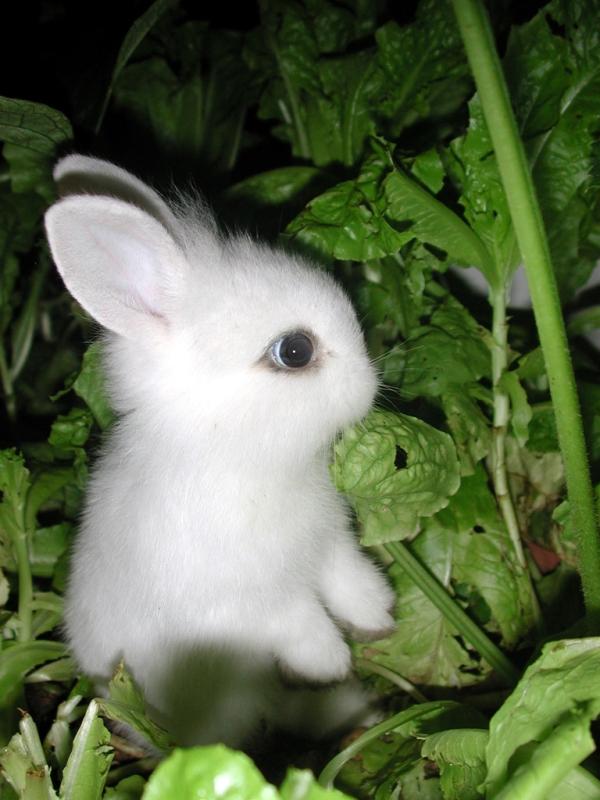 KenhSinhVien.Net-little-bunny.jpg