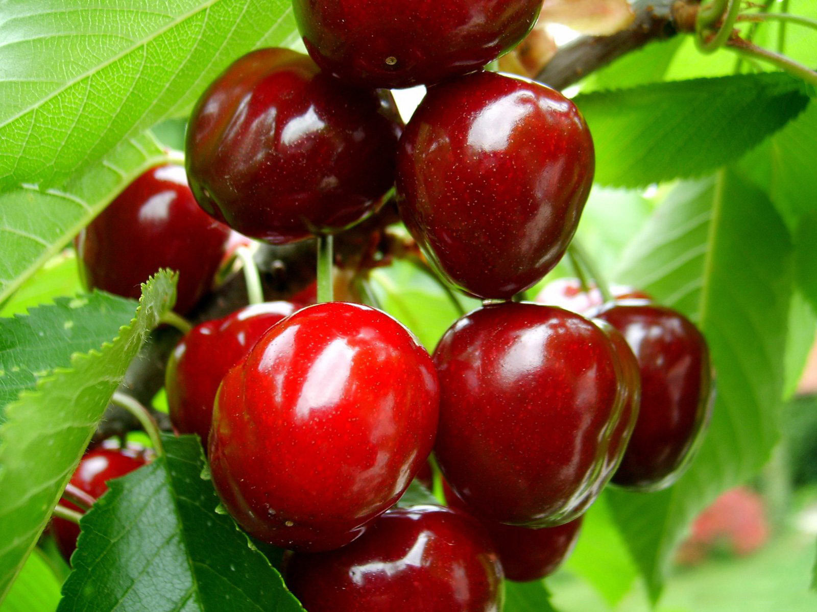 KenhSinhVien.Net-cherry-fruit.jpg