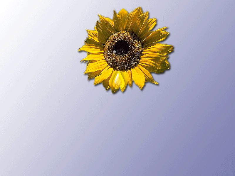 KenhSinhVien.Net-hoa-le.gif