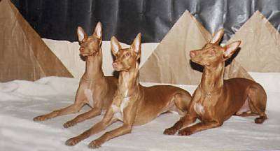 KenhSinhVien.Net-pharaohhoundegyptianhounds.jpg