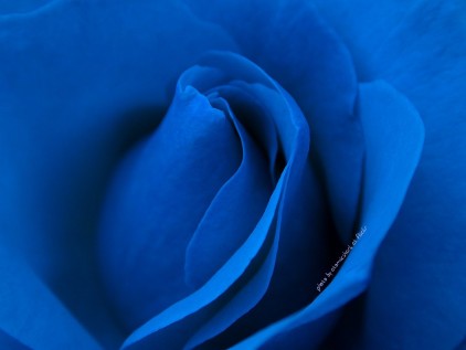 KenhSinhVien.Net-free-blue-rose-close-up-wallpaper-wallpaper-422-88952.jpg
