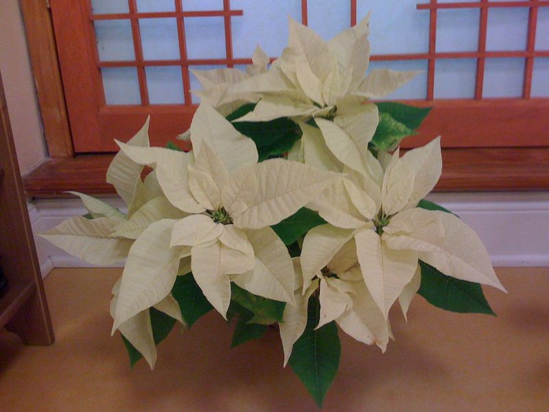 KenhSinhVien.Net-hoa-trang-nguyen-trang.jpg