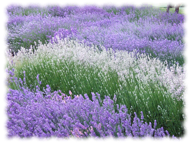 KenhSinhVien.Net-1285668524-purple-white-lavender.jpg