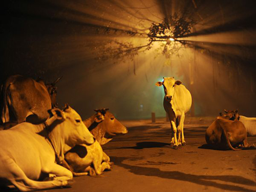 KenhSinhVien.Net-cows-india-diwali-48268-600x450.jpg
