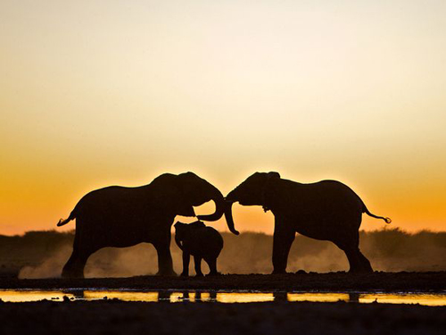 KenhSinhVien.Net-elephant-trio-etosha-national-park-48281-600x450.jpg