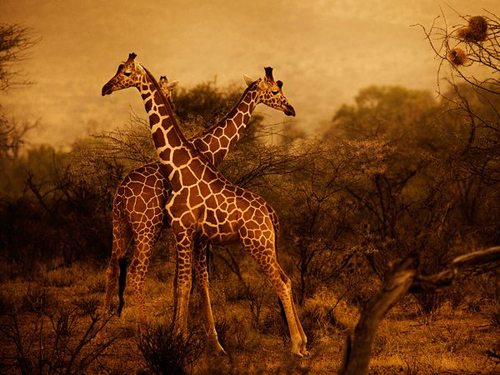 KenhSinhVien.Net-giraffes-herd-kenya-48273-600x450.jpg