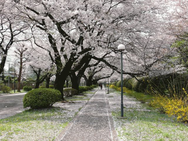 KenhSinhVien.Net-sakura3.jpg