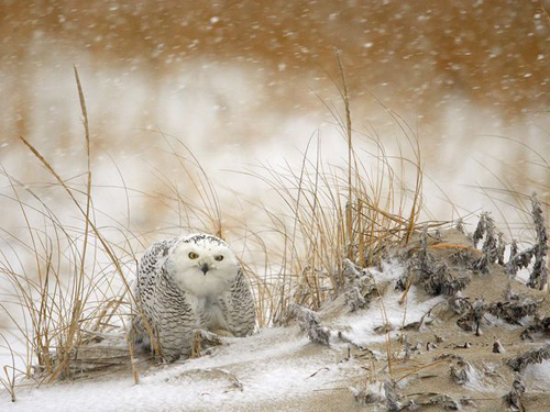 KenhSinhVien.Net-snowy-owl-storm-4324.jpg