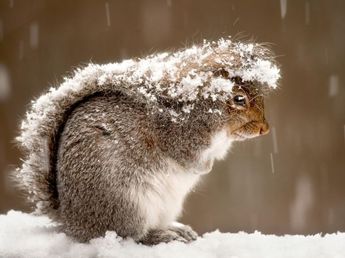 KenhSinhVien.Net-squirrel-snow-storm-47916-600x450.jpg