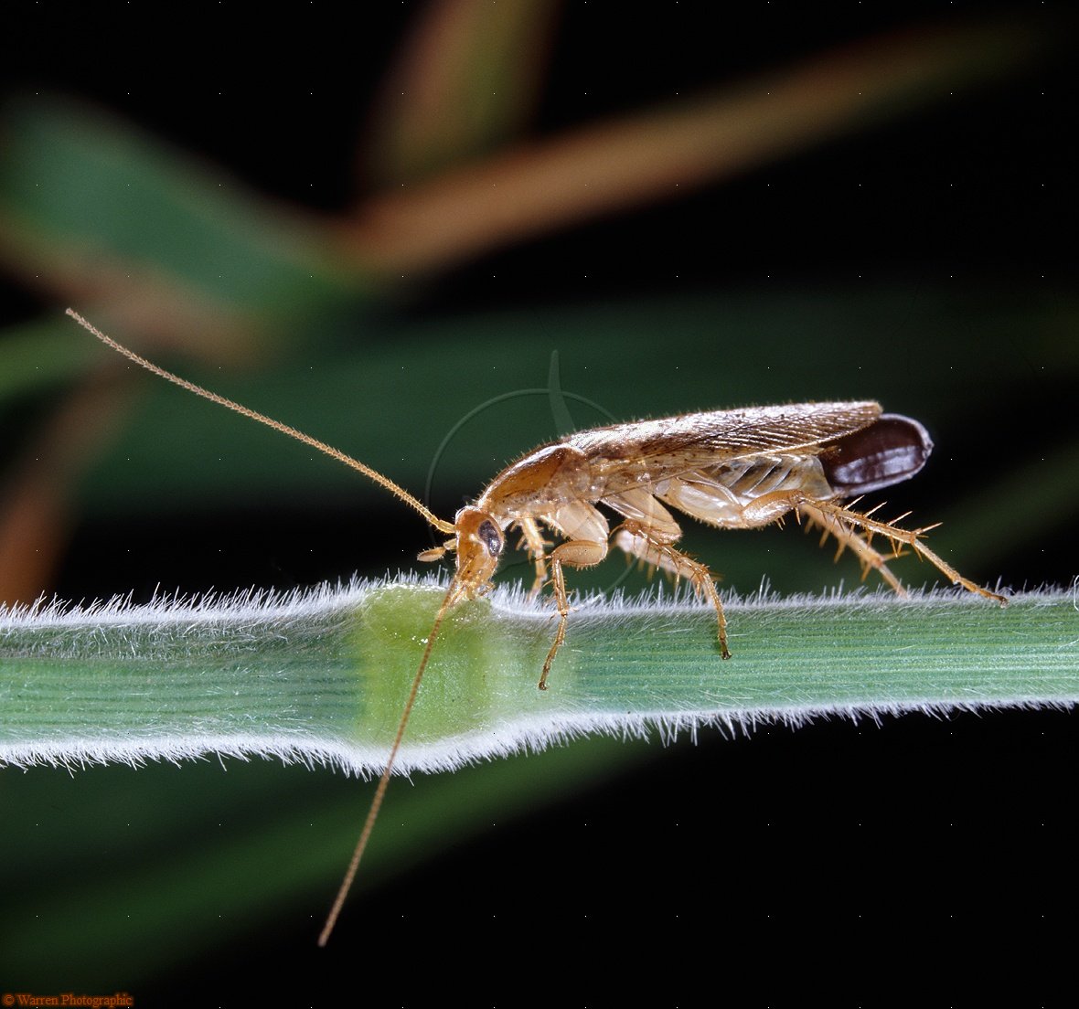 KenhSinhVien.Net-06351-tawny-cockroach.jpg