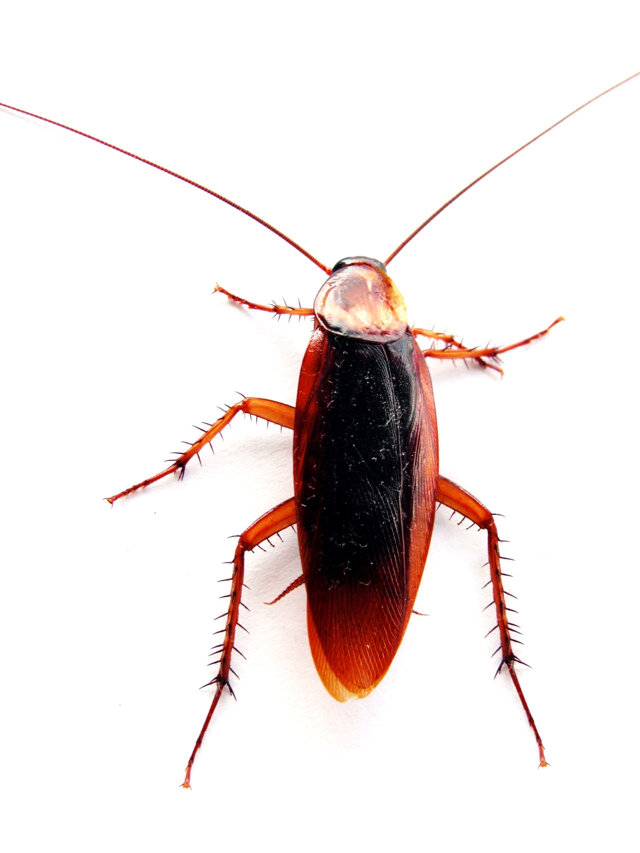 KenhSinhVien.Net-cockroach-closeup.jpg