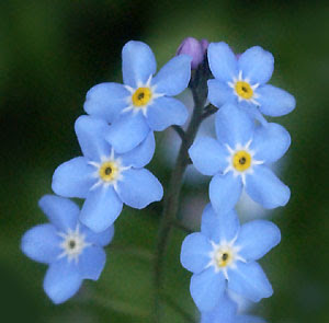 KenhSinhVien.Net-forget-me-not-08.jpg